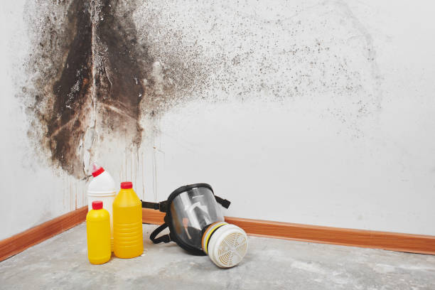 Best Commercial Mold Removal  in Lower Burrell, PA