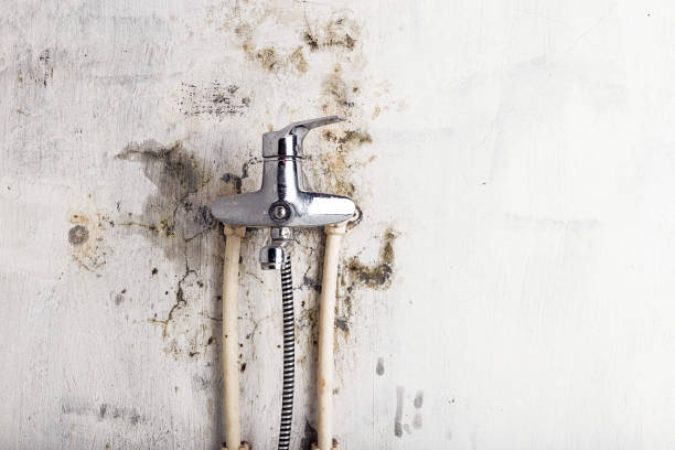 Best Home Mold Removal  in Lower Burrell, PA