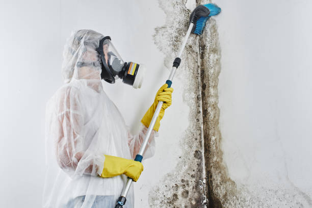Best Residential Mold Removal  in Lower Burrell, PA
