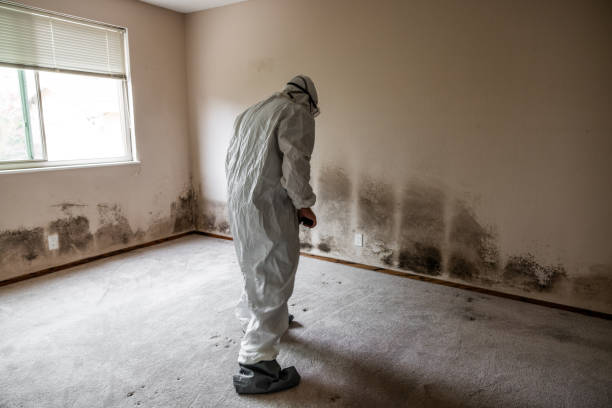 Office Mold Removal Services in Lower Burrell, PA